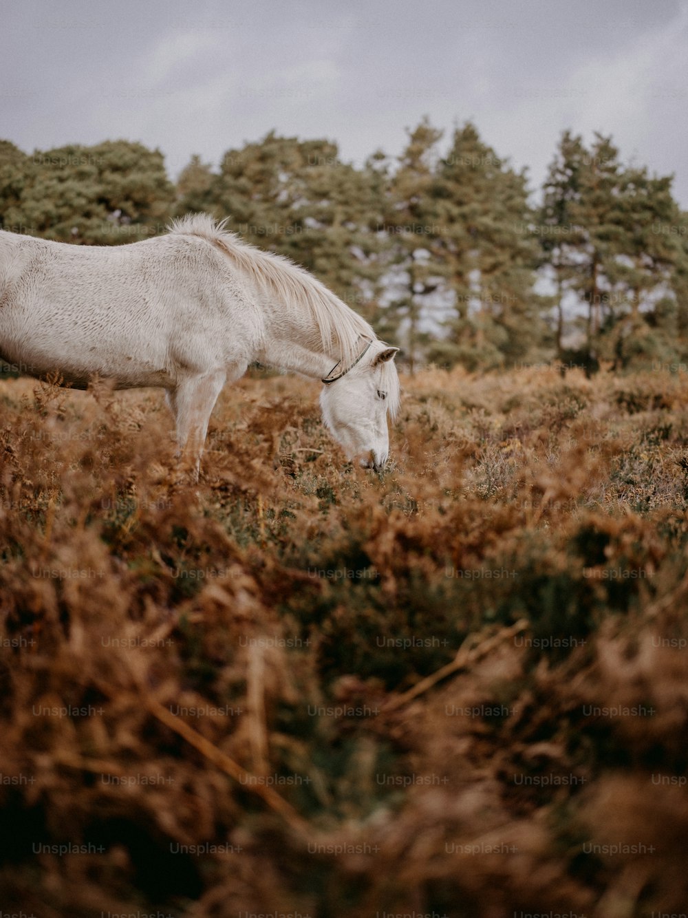 a white horse grazing in a field of tall grass