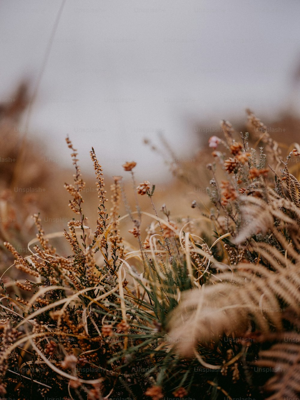 a close up of a plant in a field