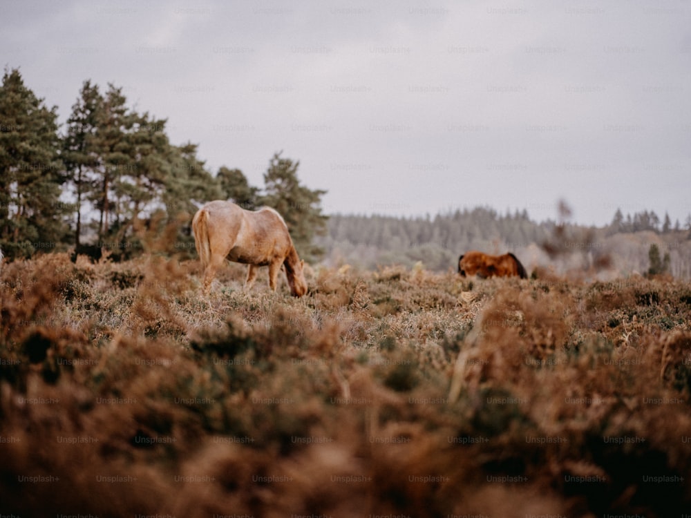 zwei Pferde grasen auf einem Feld mit Bäumen im Hintergrund