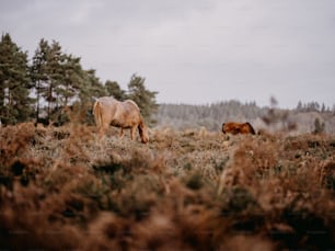 two horses grazing in a field with trees in the background