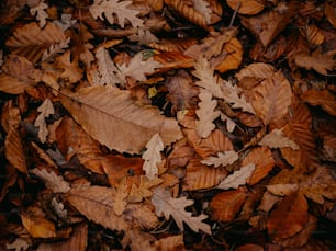 un bouquet de feuilles qui gisent sur le sol
