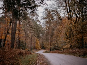 una strada in mezzo a una zona boschiva