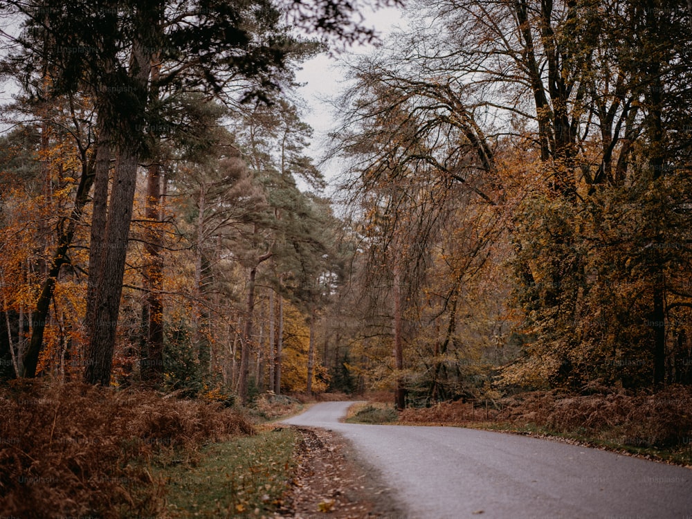 uma estrada no meio de uma área arborizada