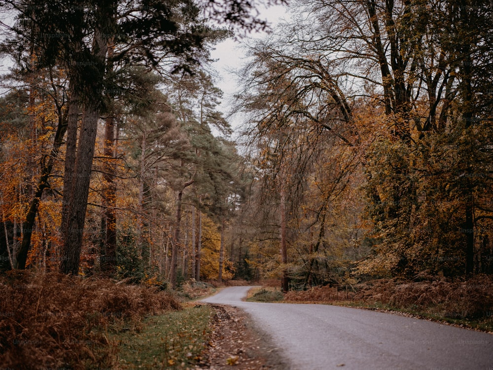 une route au milieu d’une zone boisée