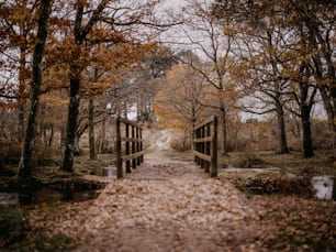 a wooden bridge over a creek surrounded by trees