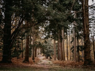 a dirt road in the middle of a forest