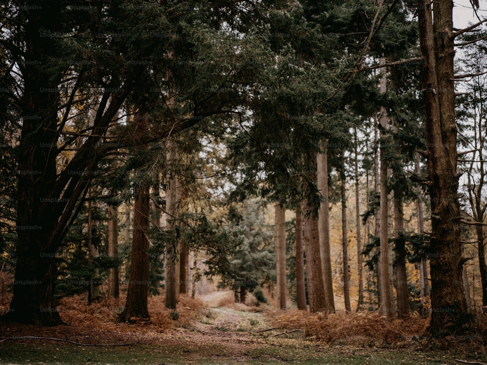 a dirt road in the middle of a forest