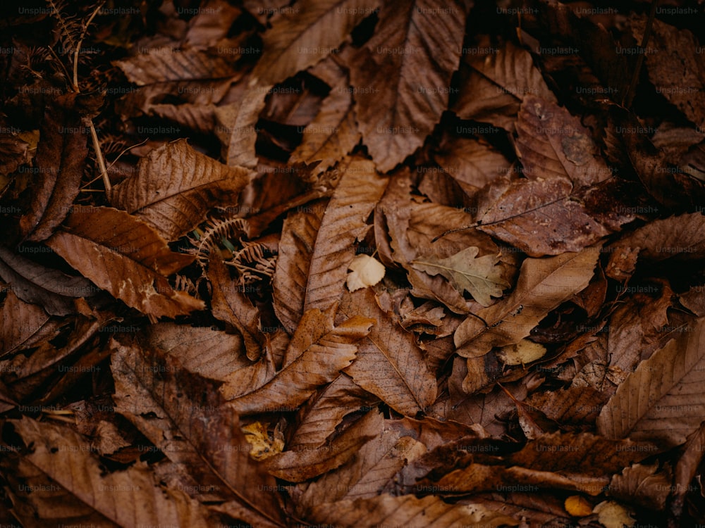 un mazzo di foglie che giacciono a terra