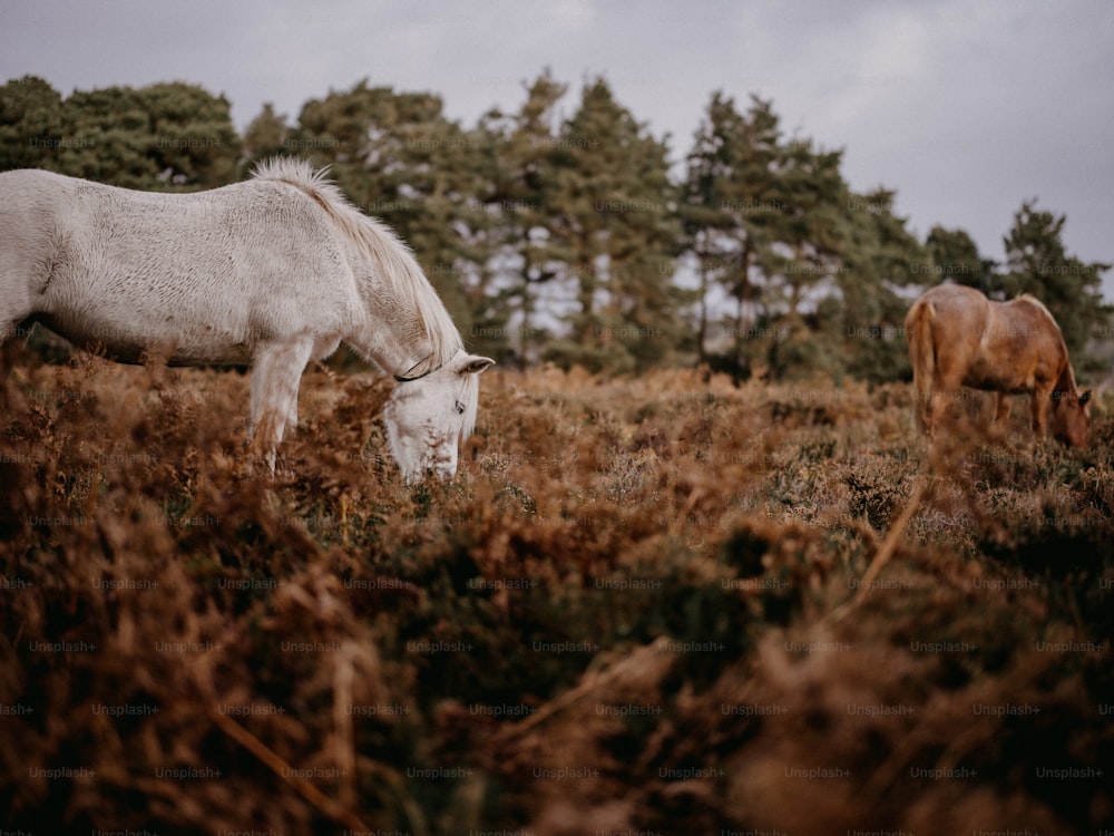 a white horse and a brown horse grazing in a field