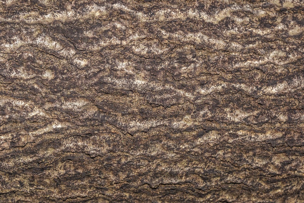 a close up of a brown and white textured surface