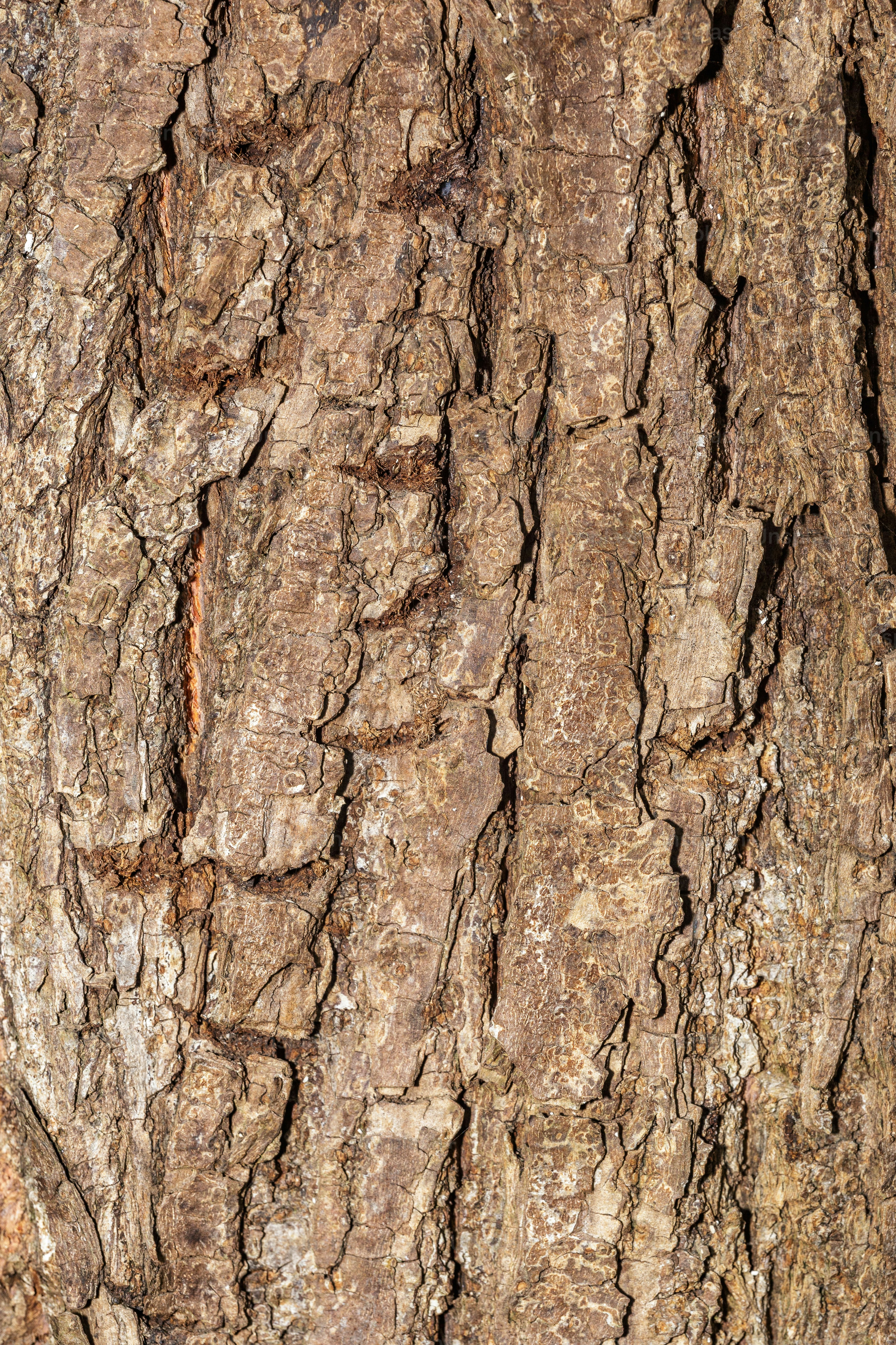 a close up of the bark of a tree