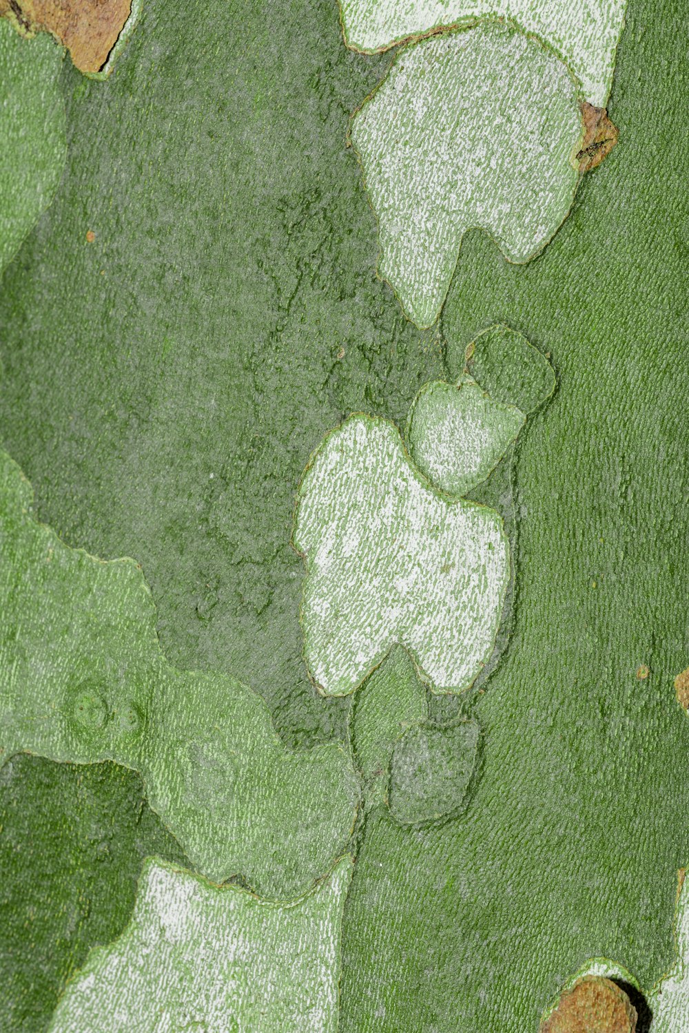 흰 반점이 있는 녹색 잎의 클로즈업