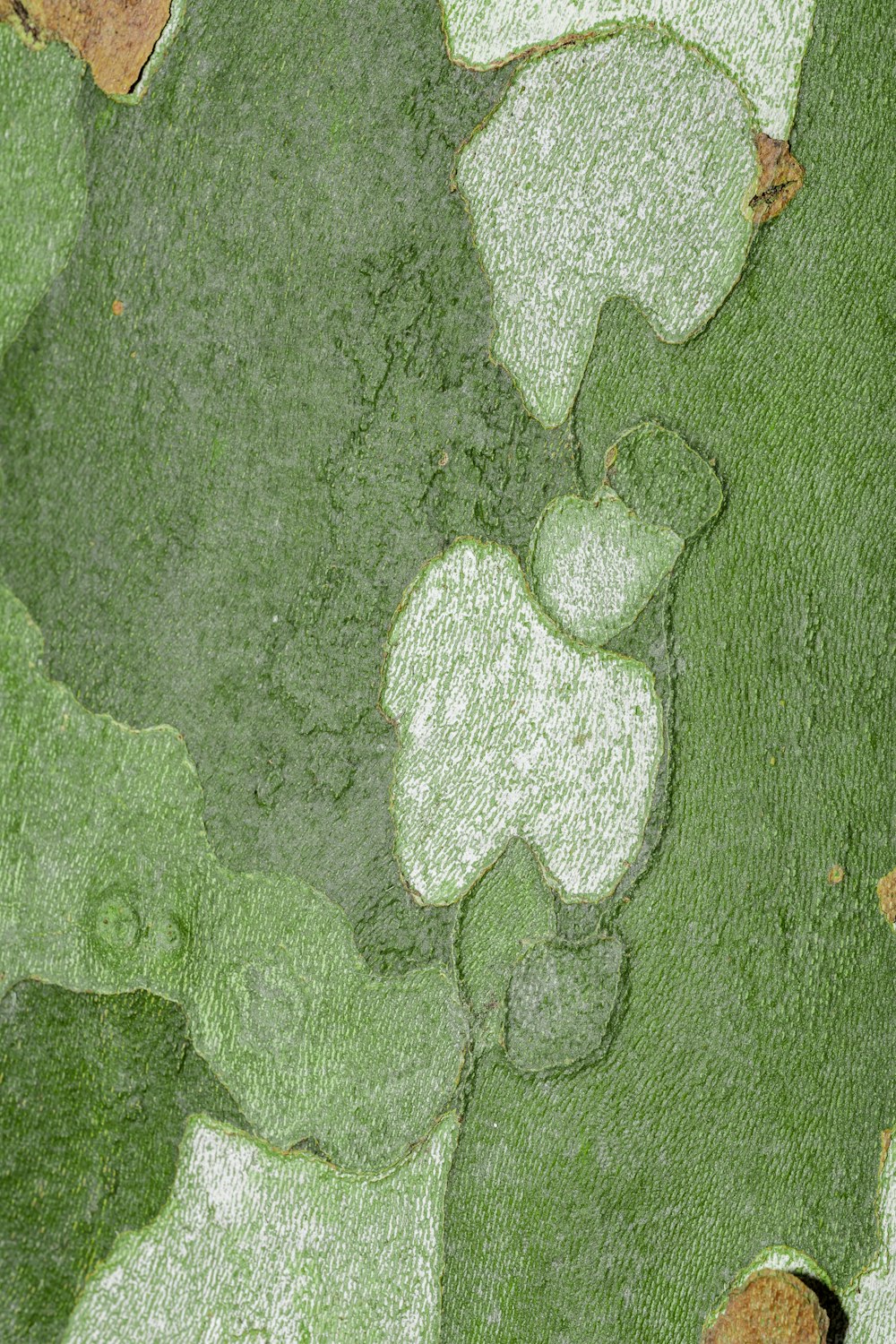 a close up of a green leaf with white spots