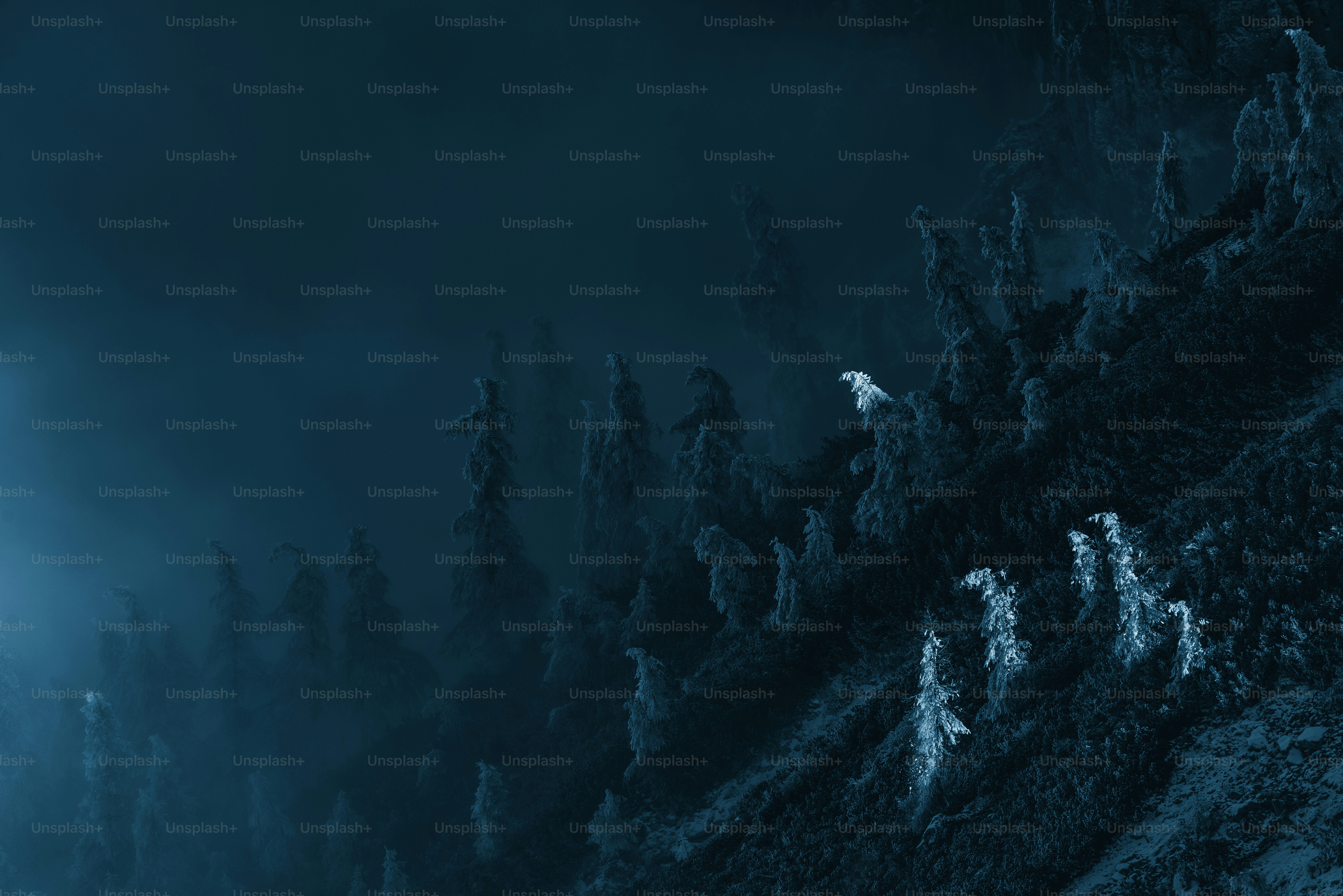 a black and white photo of a forest at night