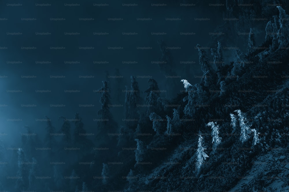 Una foto in bianco e nero di una foresta di notte