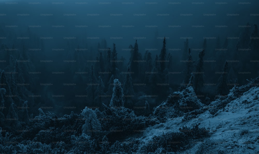 ein dunkler Wald mit vielen Bäumen, die mit Schnee bedeckt sind