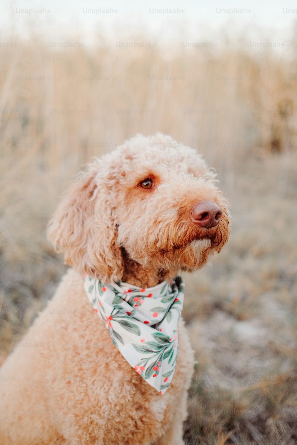 a dog with a bow tie sitting in a field