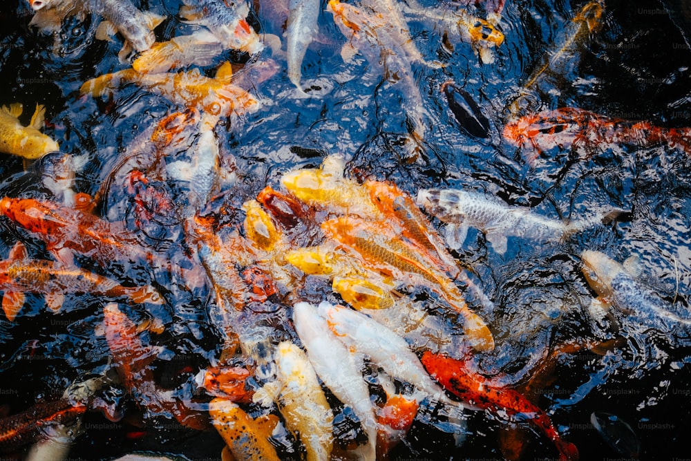 eine Gruppe von Fischen, die in einem Teich schwimmen