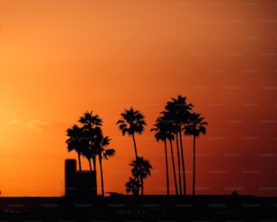 a plane flying in the sky with palm trees in the foreground