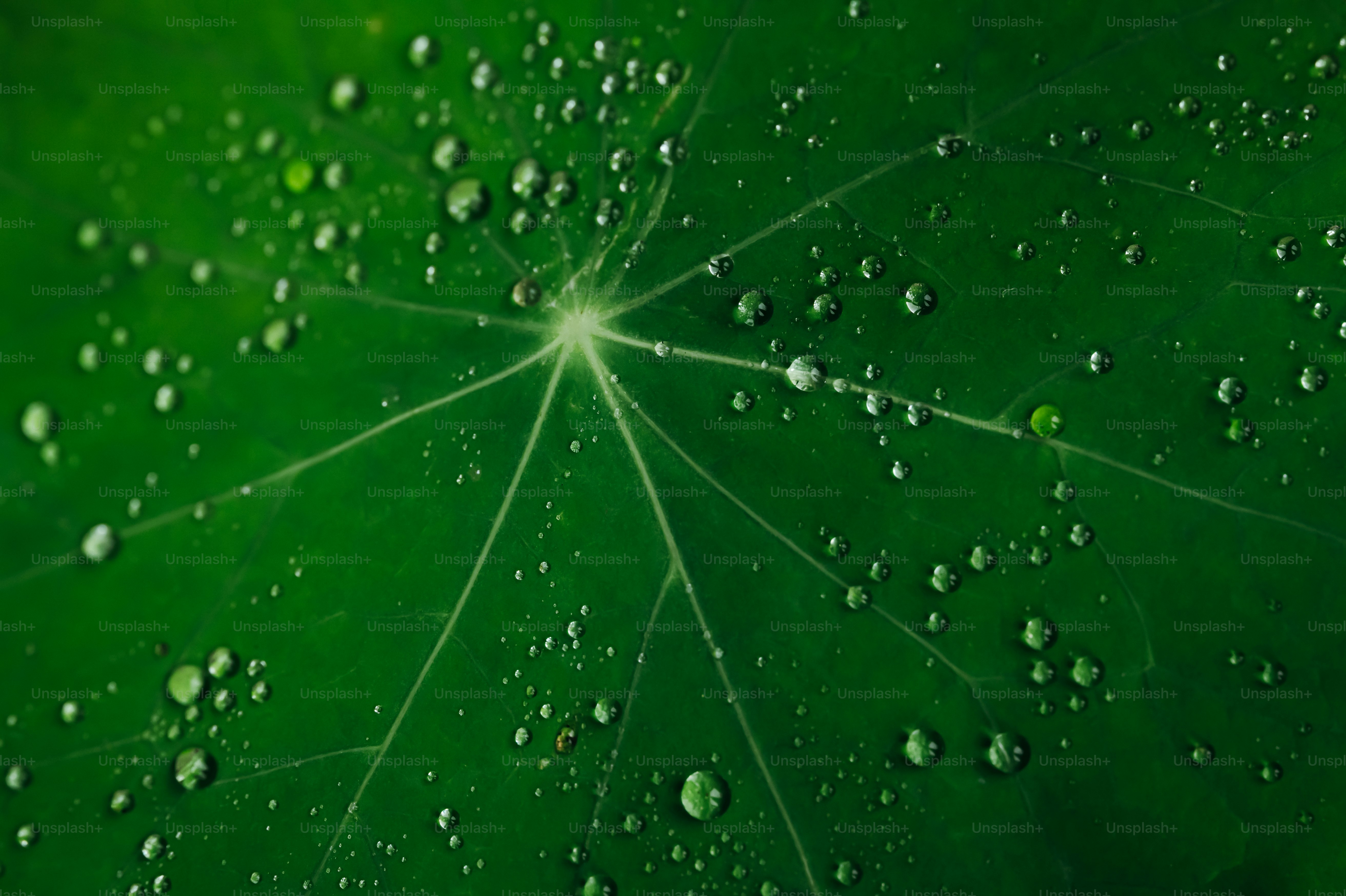 A close up of a yellow leaf photo – Texture Image on Unsplash