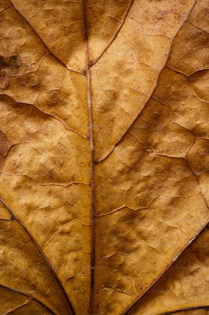 a close up of a yellow leaf
