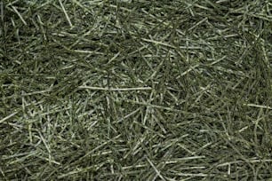 uma pilha de grama verde que está muito perto do chão