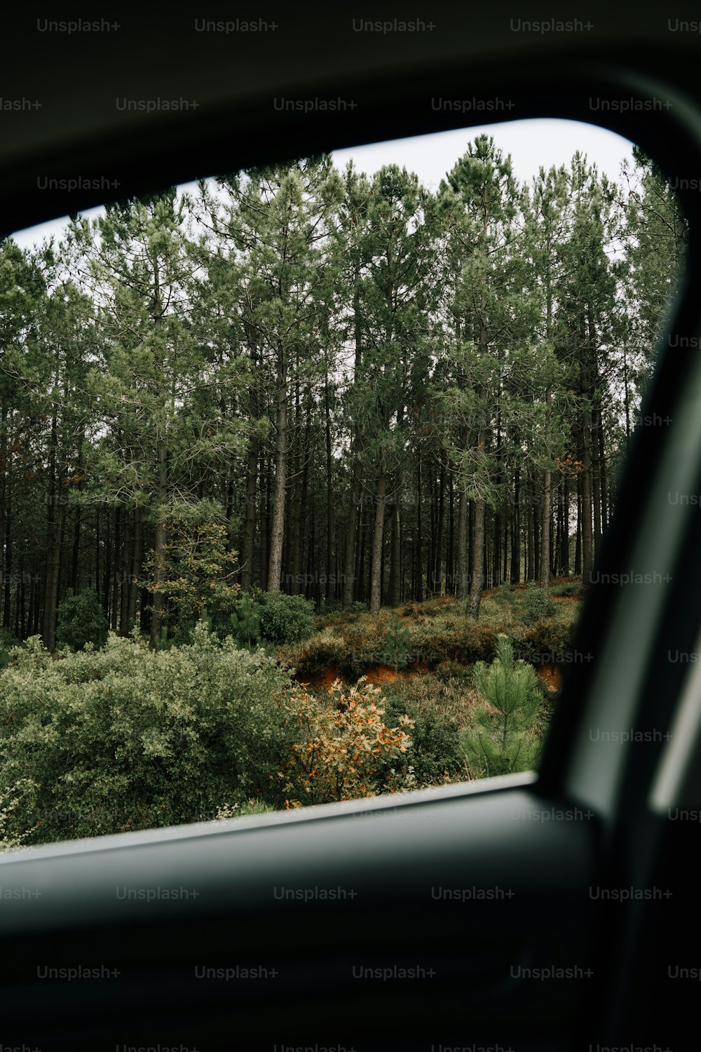 Una vista de un bosque a través de la ventanilla de un coche