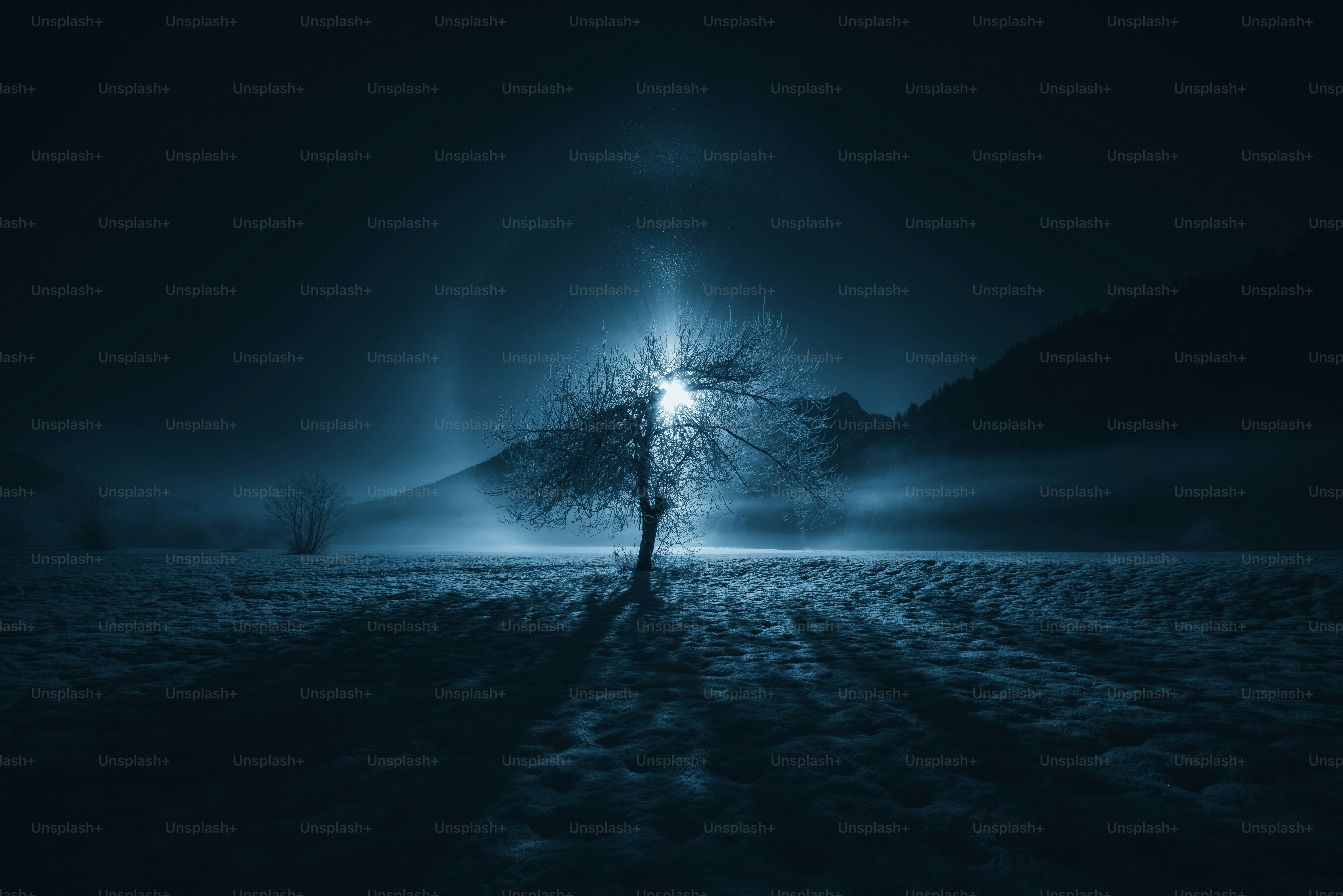 A dark forest filled with lots of trees photo – Wallpaper Image on Unsplash