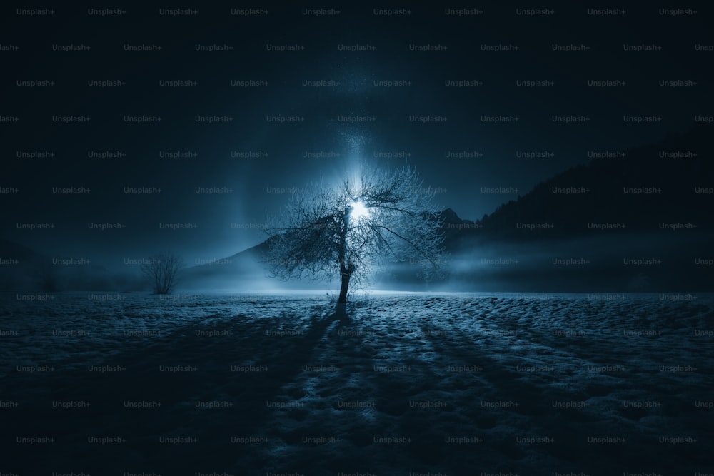 a lone tree in a field at night