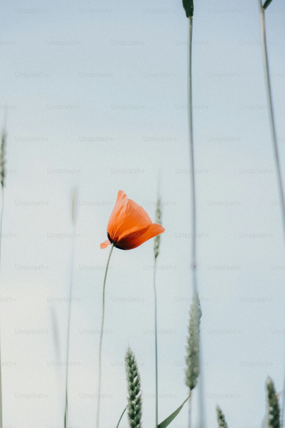 a single orange flower in a field of tall grass