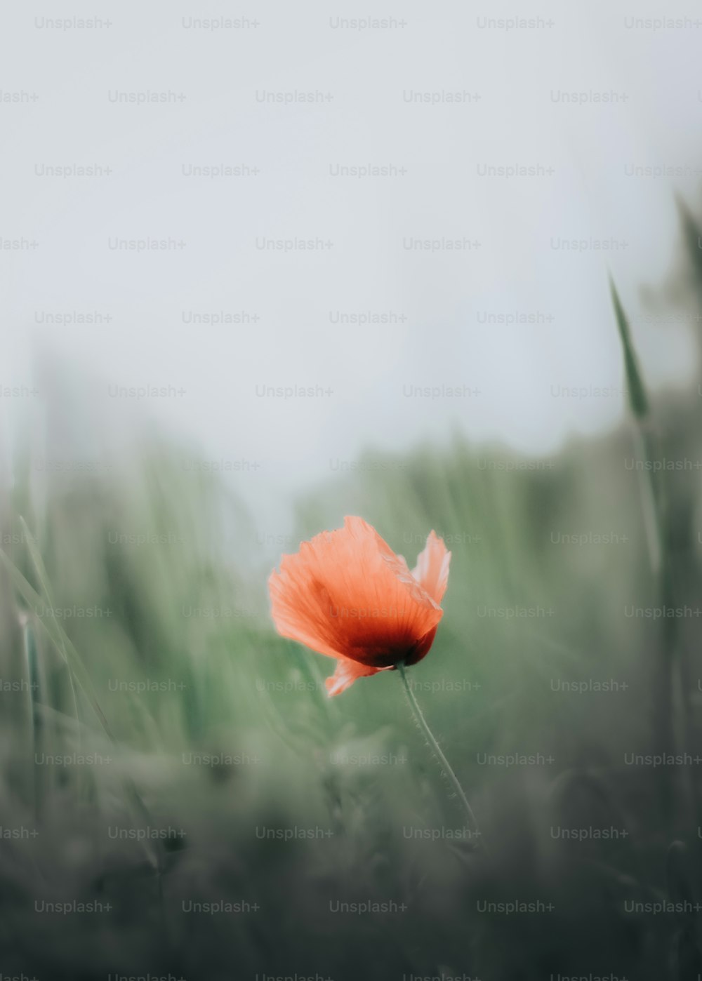 a single red flower in a grassy field