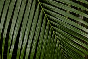 un primo piano di una foglia di palma verde