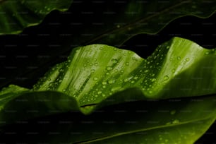 uma folha verde com gotículas de água