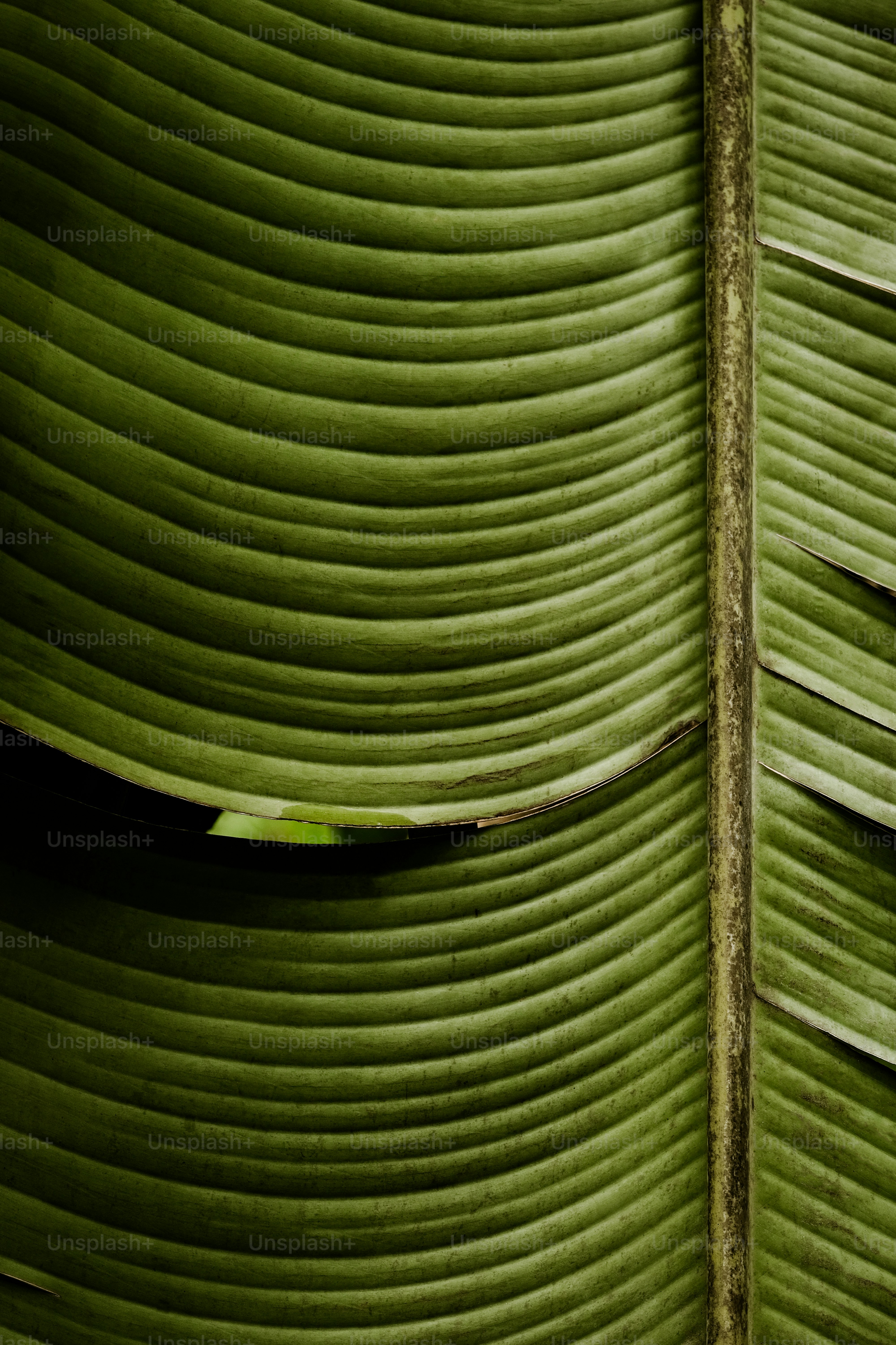 a close up of a large green leaf