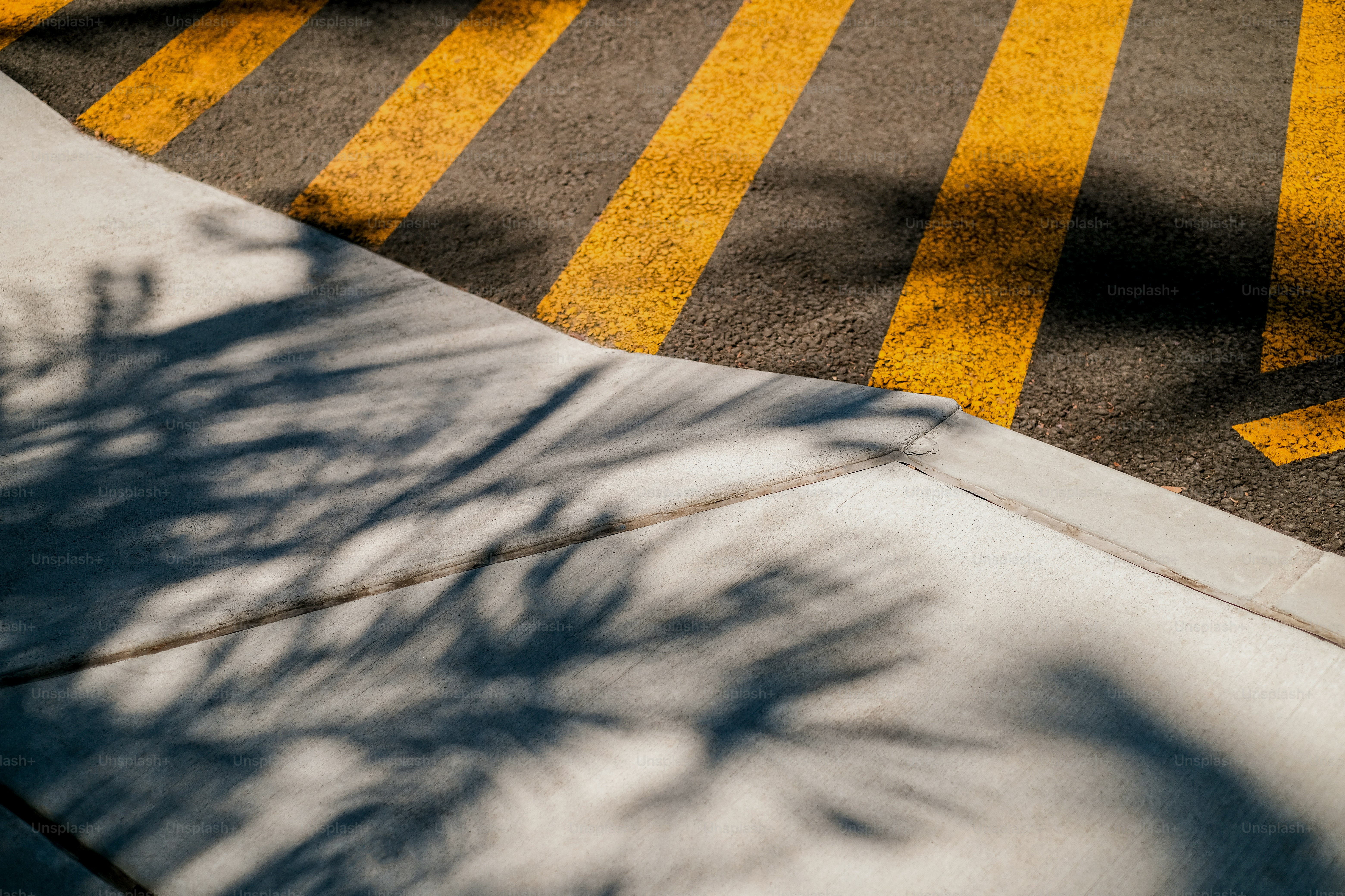 a shadow of a tree on the ground
