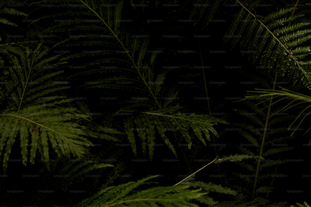 a close up of a green plant with lots of leaves