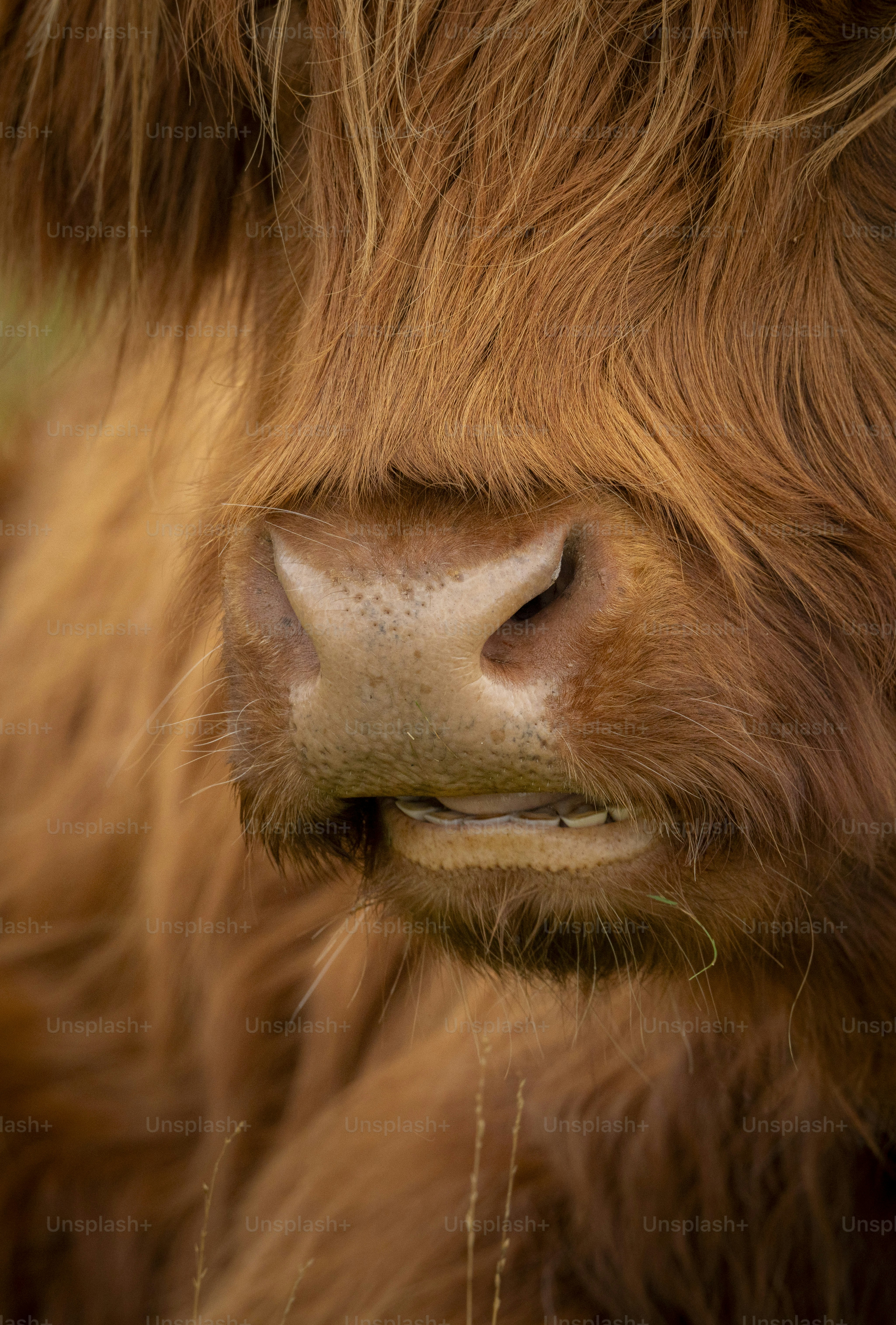 a close up of a brown cow's face