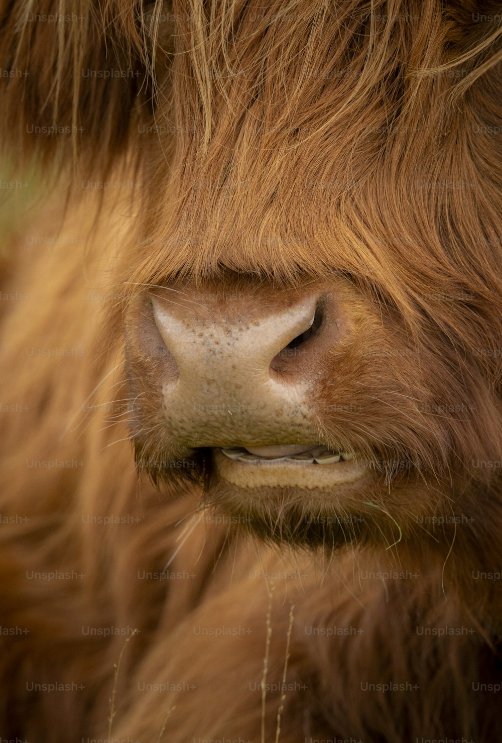 Un primer plano de la cara de una vaca marrón