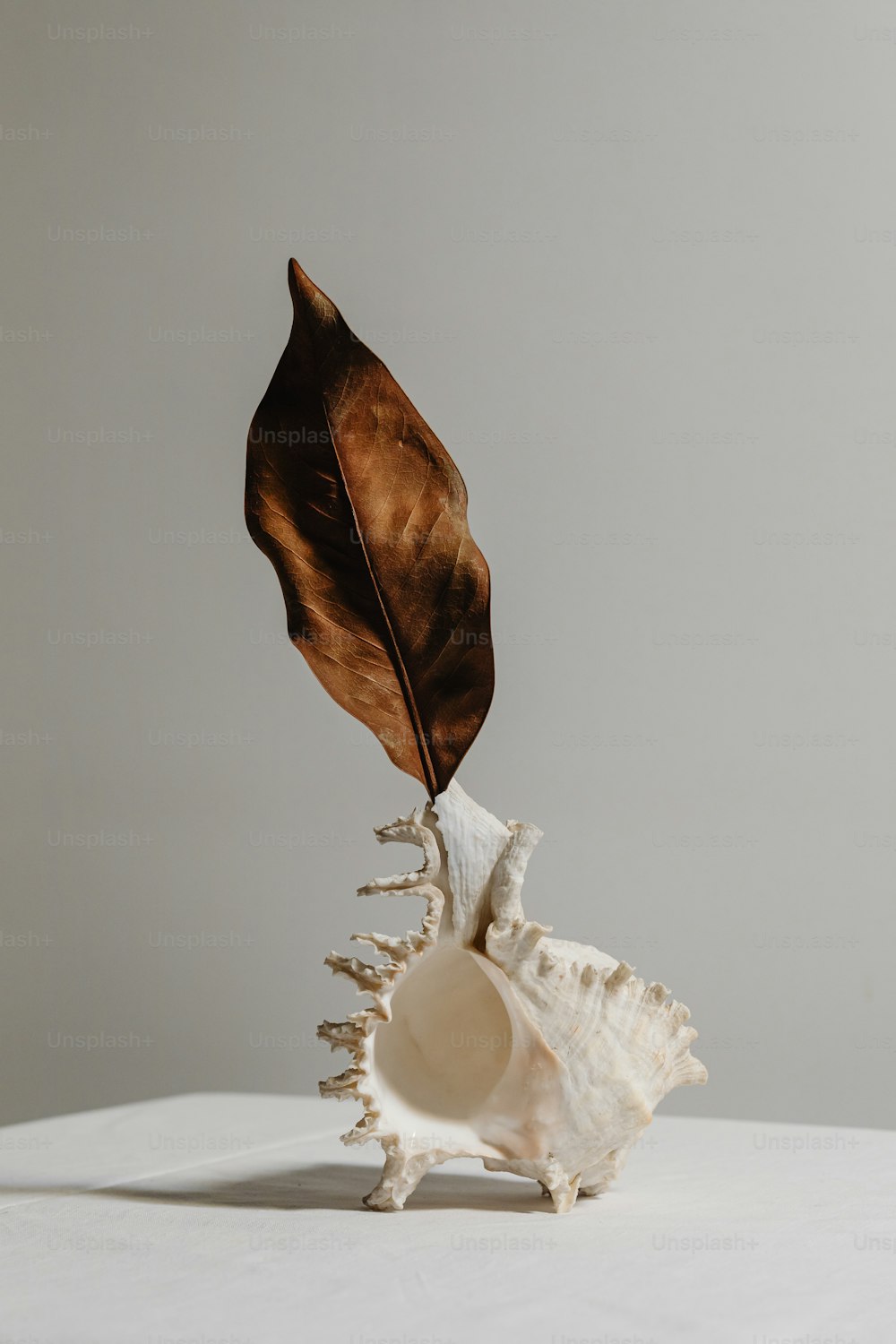 a white shell with a brown leaf sticking out of it