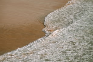 Ein Vogel steht im Wasser am Strand