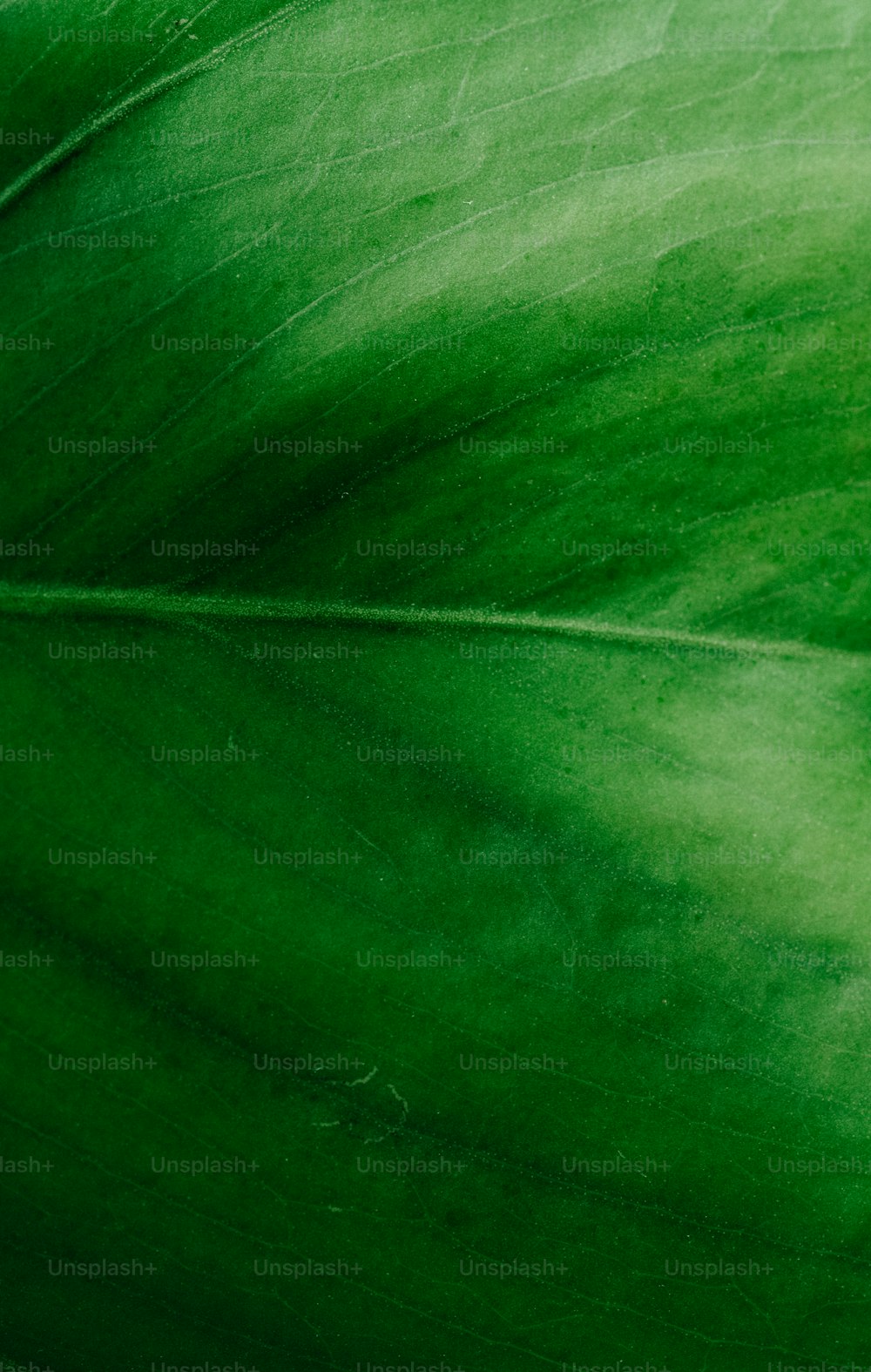 a close up of a green leaf