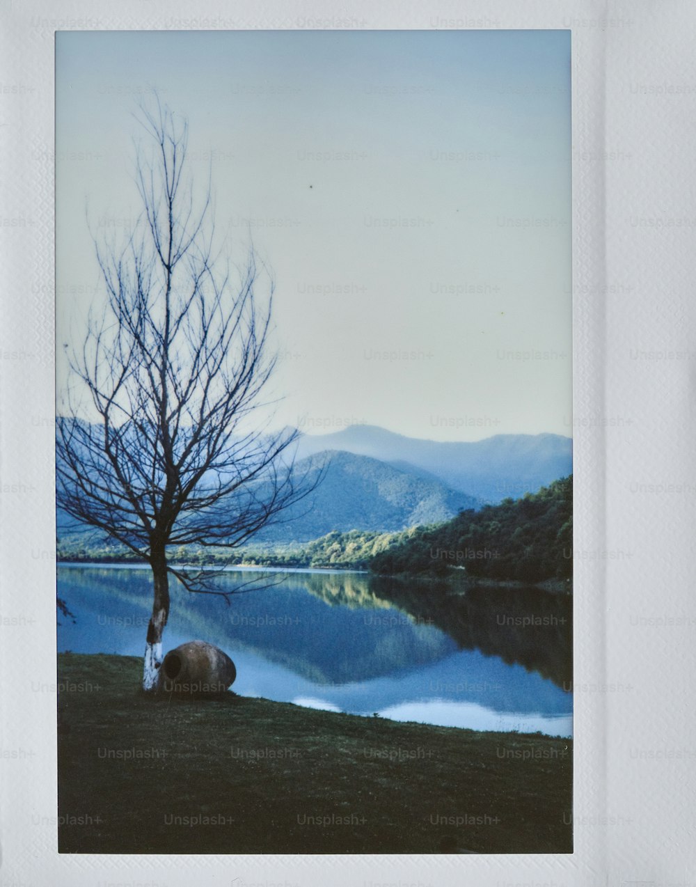 Una imagen de un árbol y un cuerpo de agua