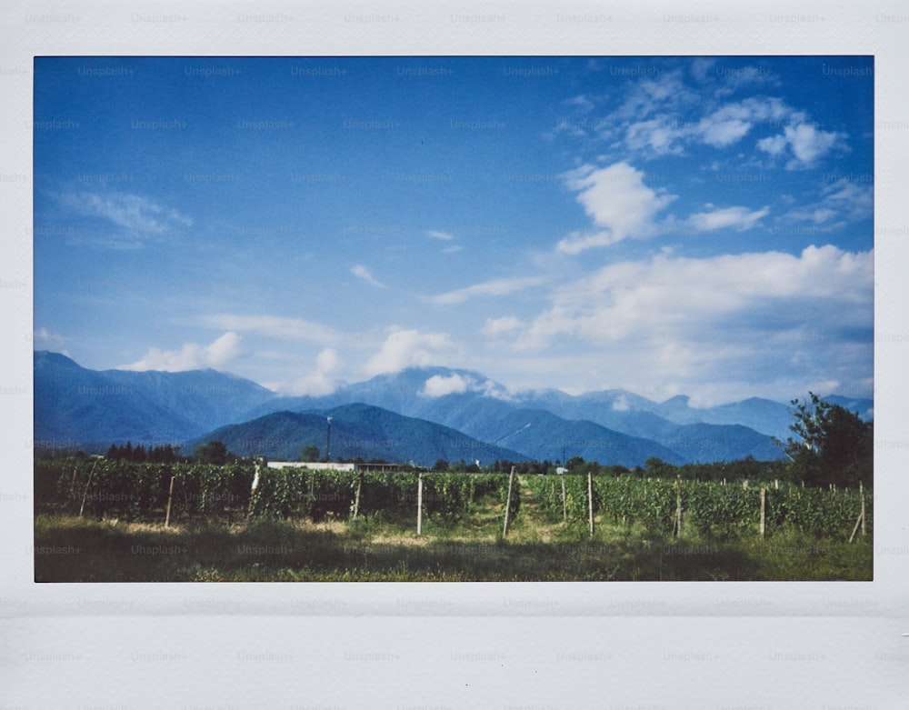 a vineyard with mountains in the background