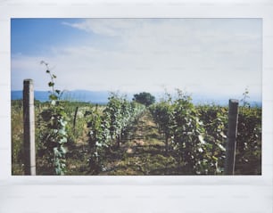 a picture of a field with vines growing on it