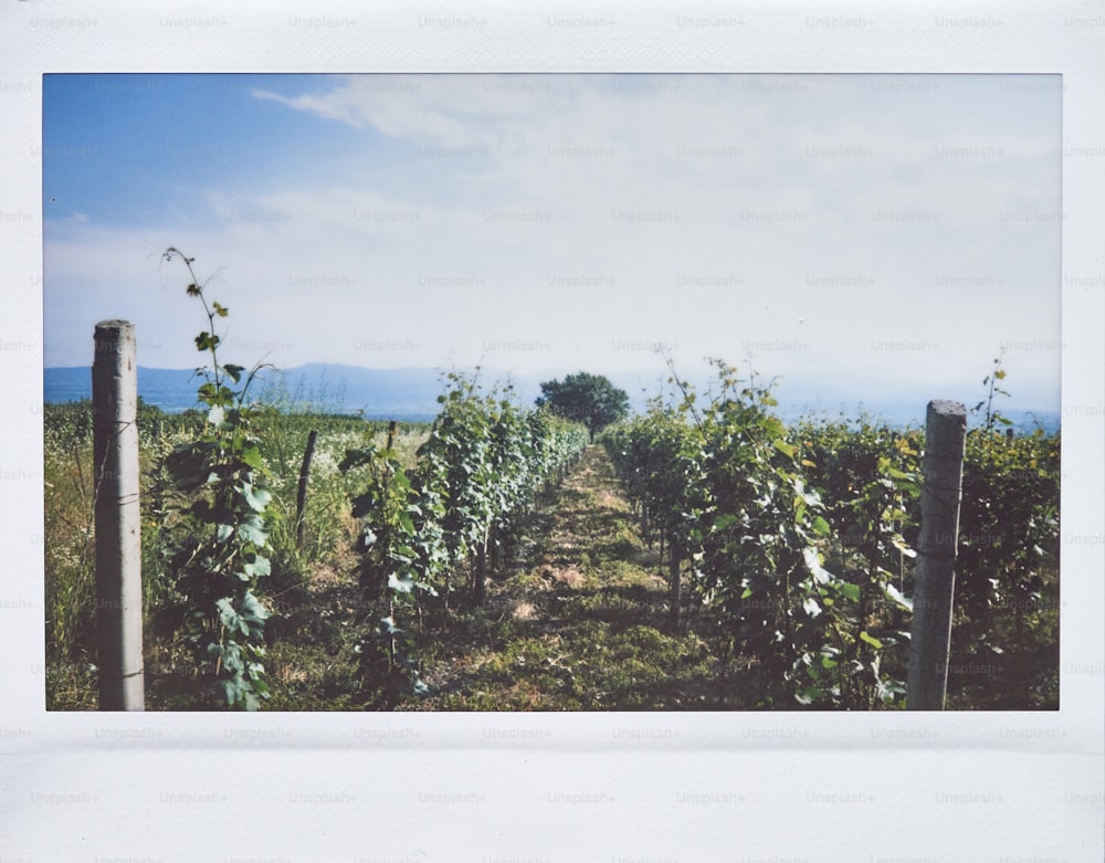 a picture of a field with vines growing on it