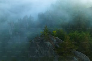 una montagna nebbiosa con alberi e rocce in primo piano