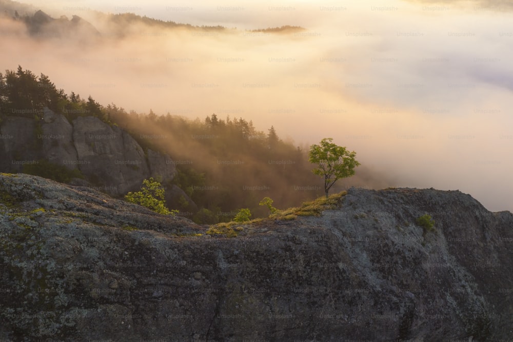 a foggy mountain with a lone tree in the foreground