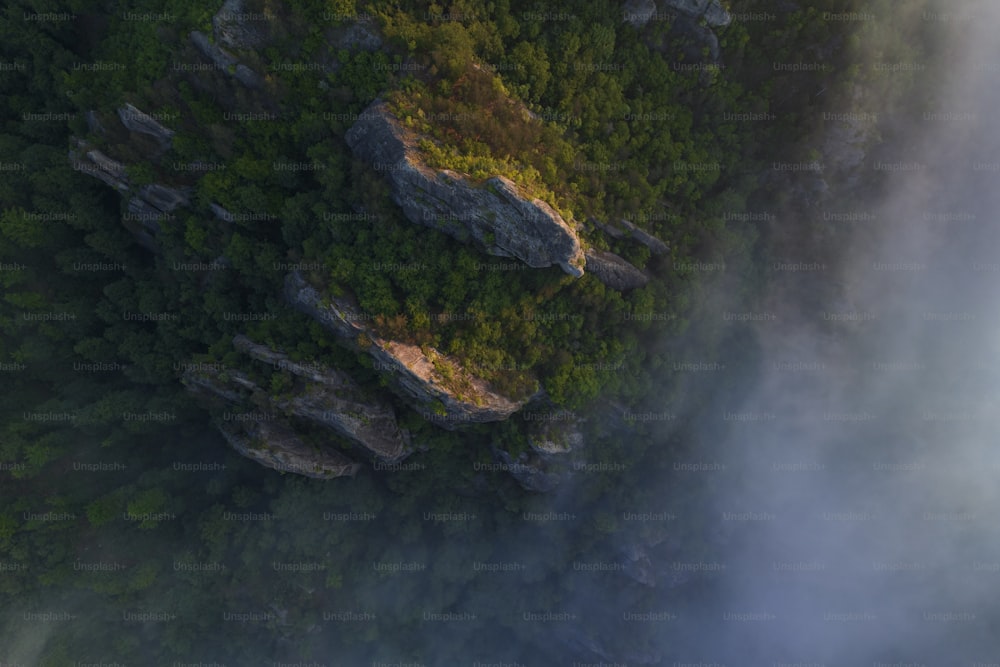 Una vista a volo d'uccello di una foresta verde lussureggiante