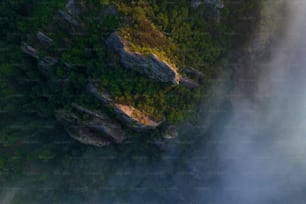 a bird's eye view of a lush green forest