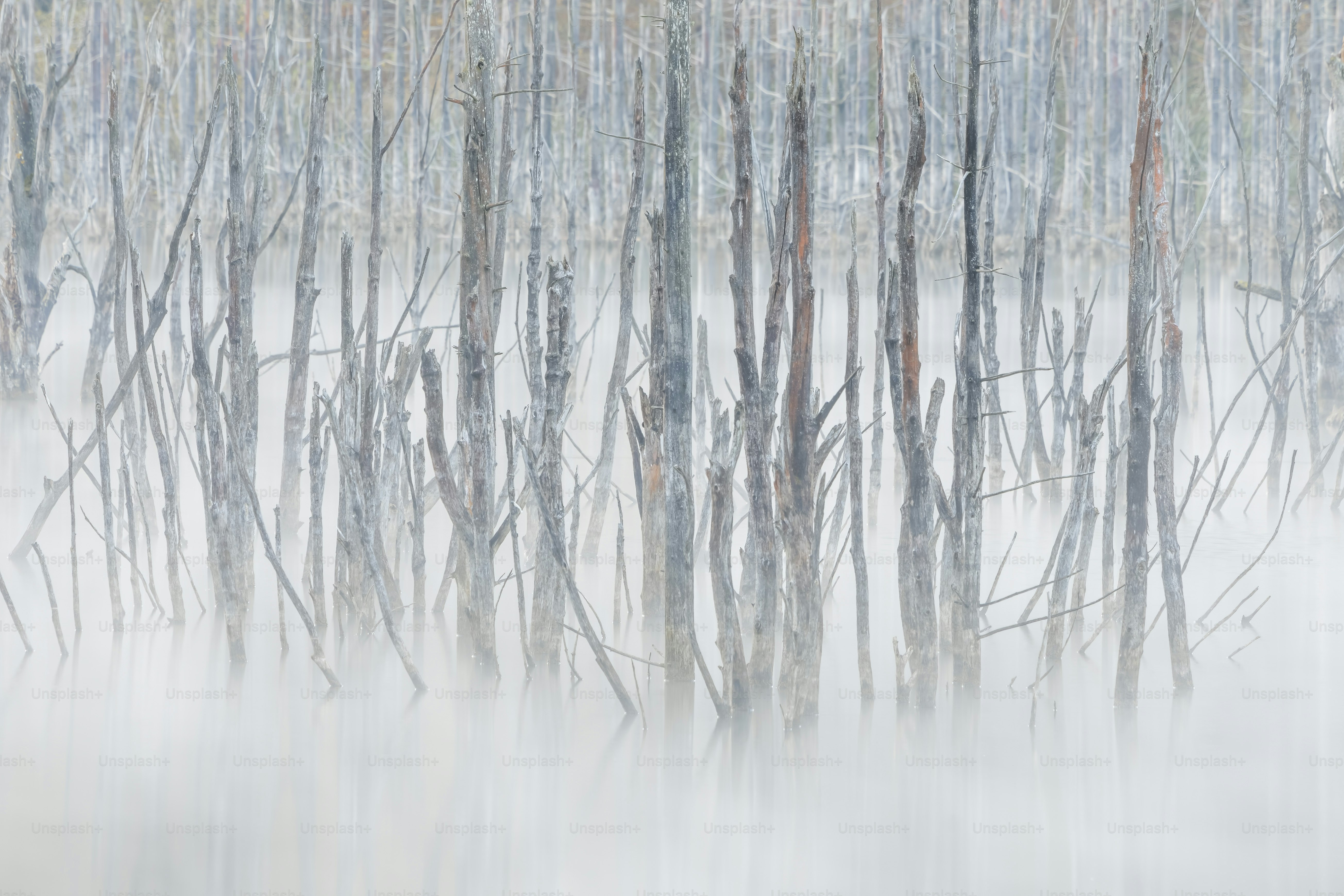 a forest filled with lots of trees covered in snow